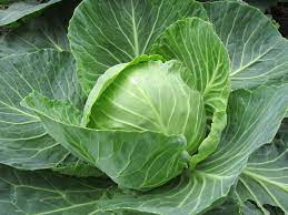 PUNJAB CABBAGE