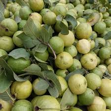 PUNJAB GUAVA