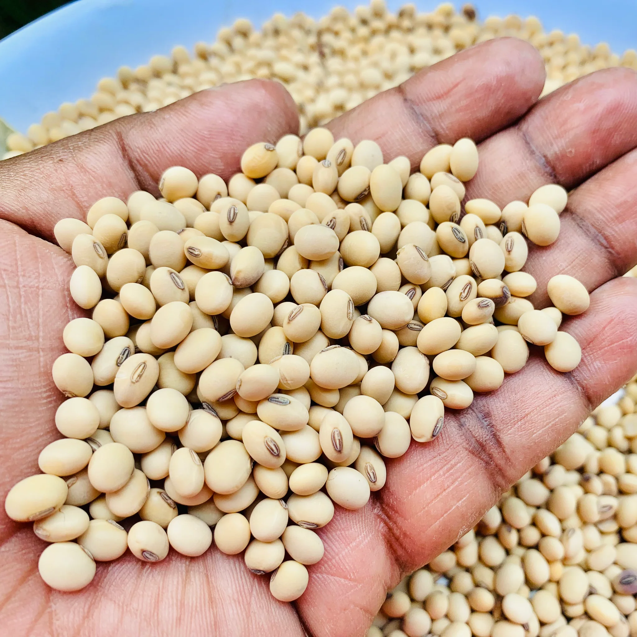 PUNJAB SOYABEAN