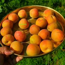 UK APRICOT