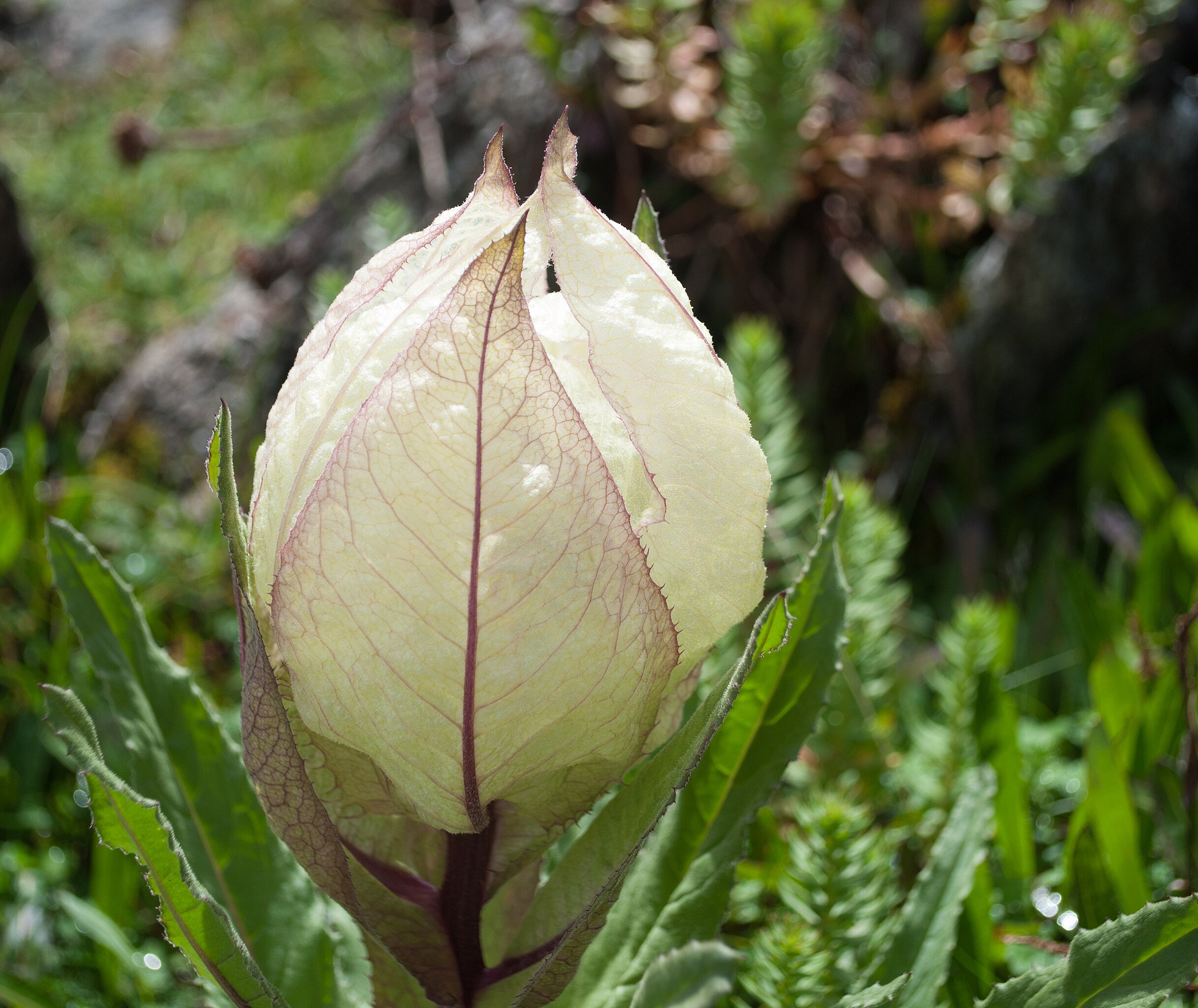 UK BRAHMA KAMAL