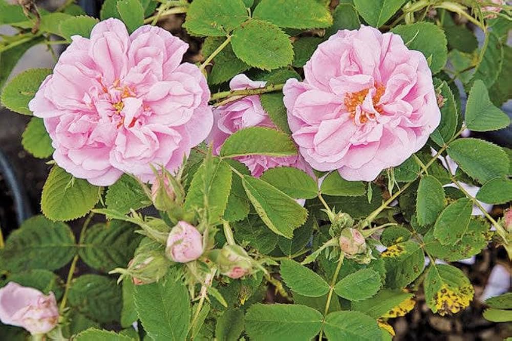 UK DAMASK ROSE
