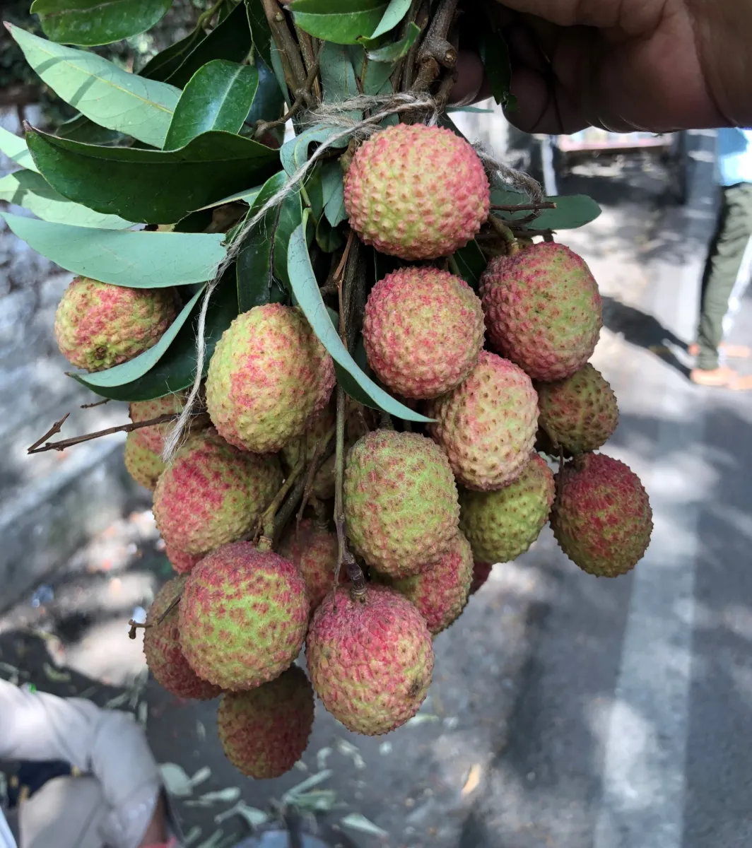 UK LITCHI
