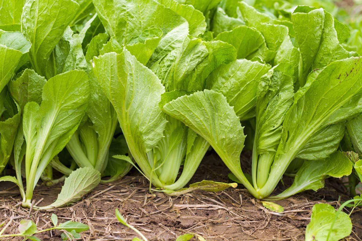 UK MUSTARD GREENS