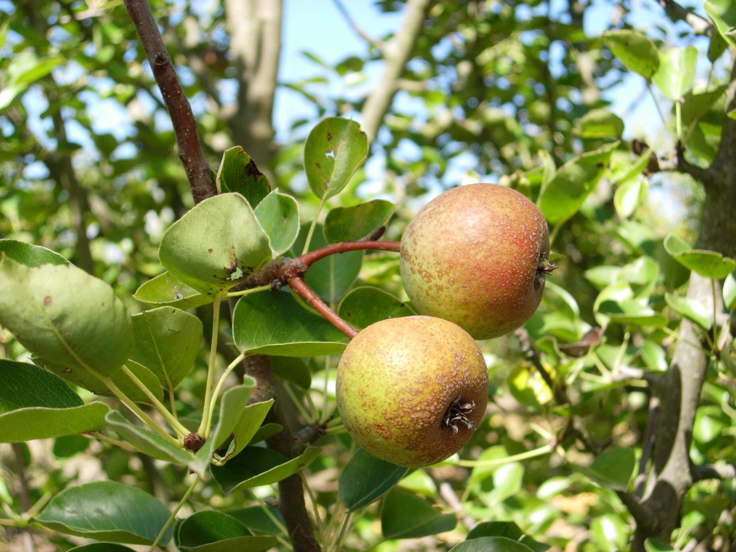 UK PEARS