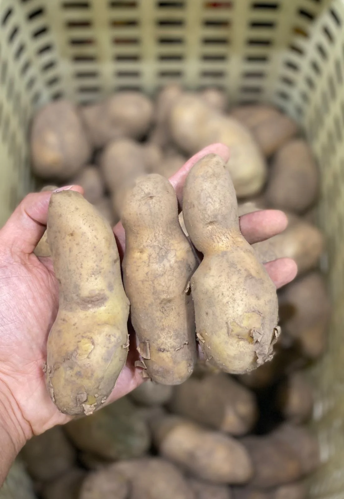 UK POTATO