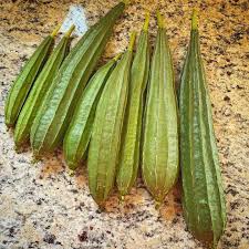 UK RIDGE GOURD