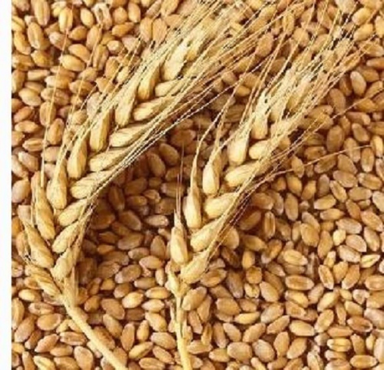 UK WHEAT