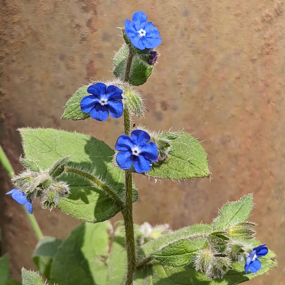 ALKANET