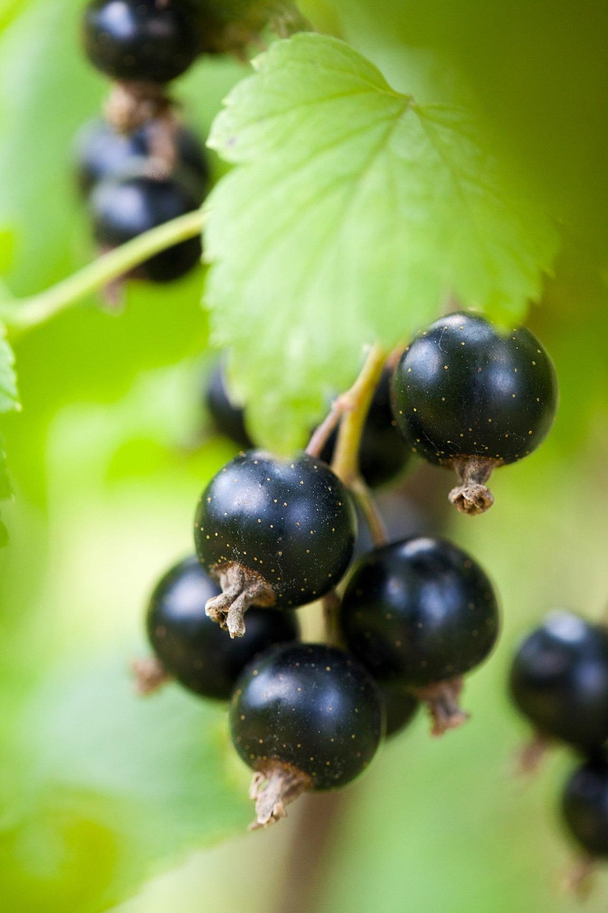 berry, black currant, blackcurrant, nature, bunch, delicious, food, fresh, fruit, garden, growing, harvest, healthy, juicy, organic, plant, ripe, summer, vegetarian, vitamin, green food, green healthy, green fruits