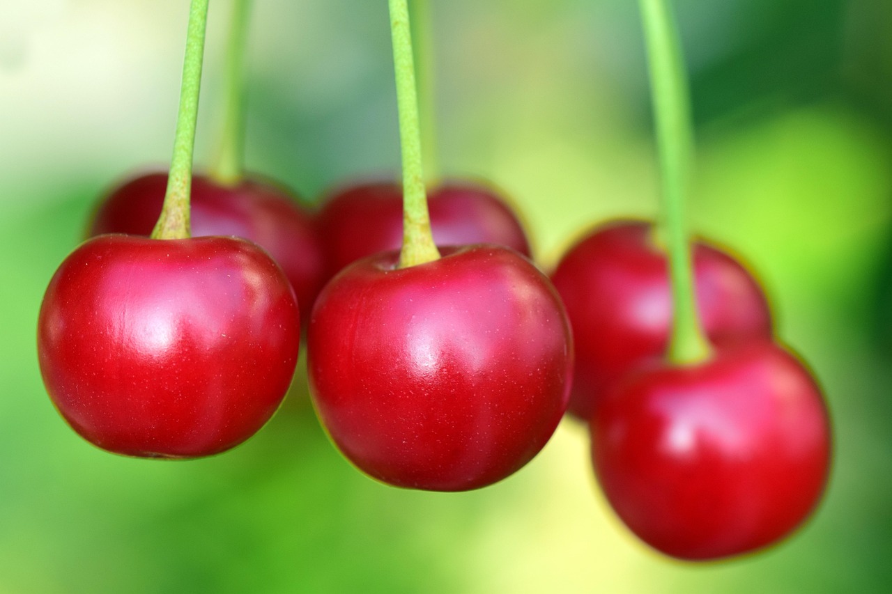 cherries, fruit, food, bio, fresh, harvest, healthy, products, berry, red, ripe, vitamins, spring, cherry red, nature, cherry tree, branch, cherries, cherries, cherries, cherries, cherries, fruit, fruit, fruit, cherry tree