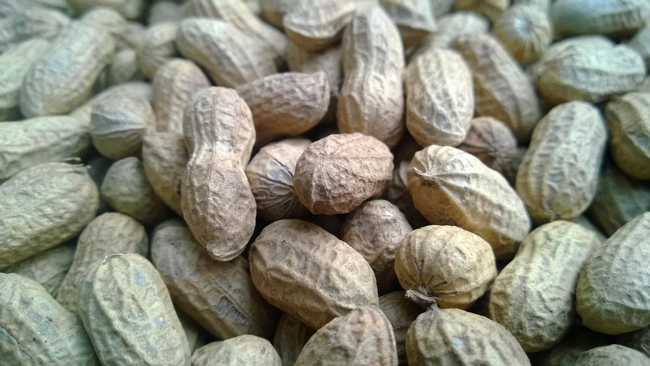 GROUNDNUT