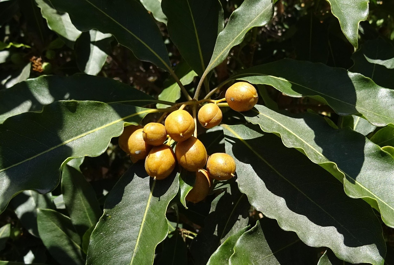 berry, spanish cherry, medlar, bullet wood, mimusops elengi, evergreen, tree, bakul, nature, medicinal, ornamental, maulsari, berkeley, california, usa, america, green medicine