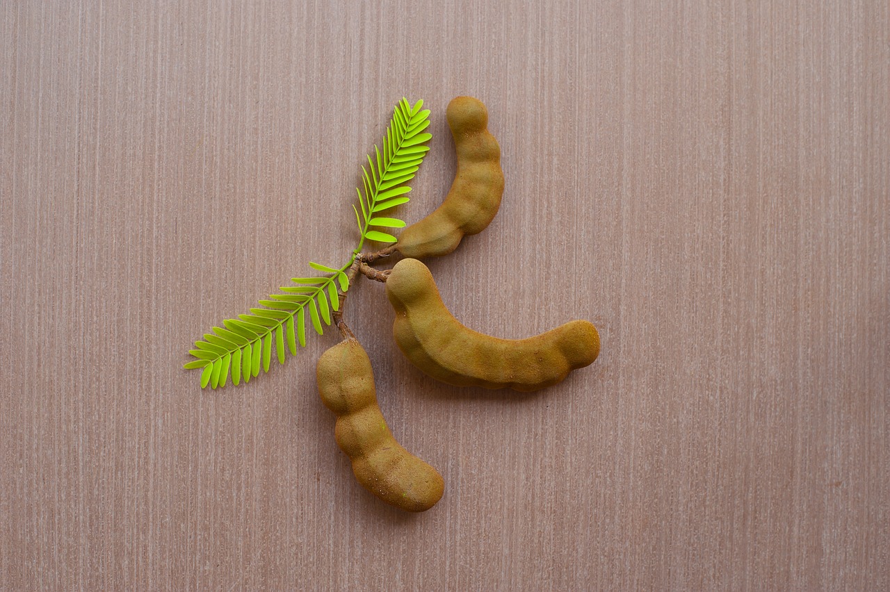 exotic, food, fresh, green, healthy, isolated, leaf, natural, nature, nobody, organic, pattern, plant, raw, space, summer, tamarind, tamarind leaves, texture, tree, tropical, white, wood, wooden, tamarind, tamarind, tamarind, tamarind, tamarind