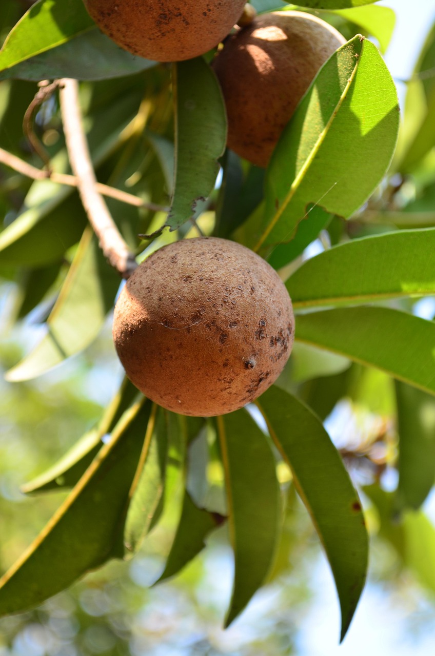 chikoo, sapodilla, chiku, zapota, nature, sapota, sapotacea, nutritious, tropical, fruit, brown, close-up, plant, view