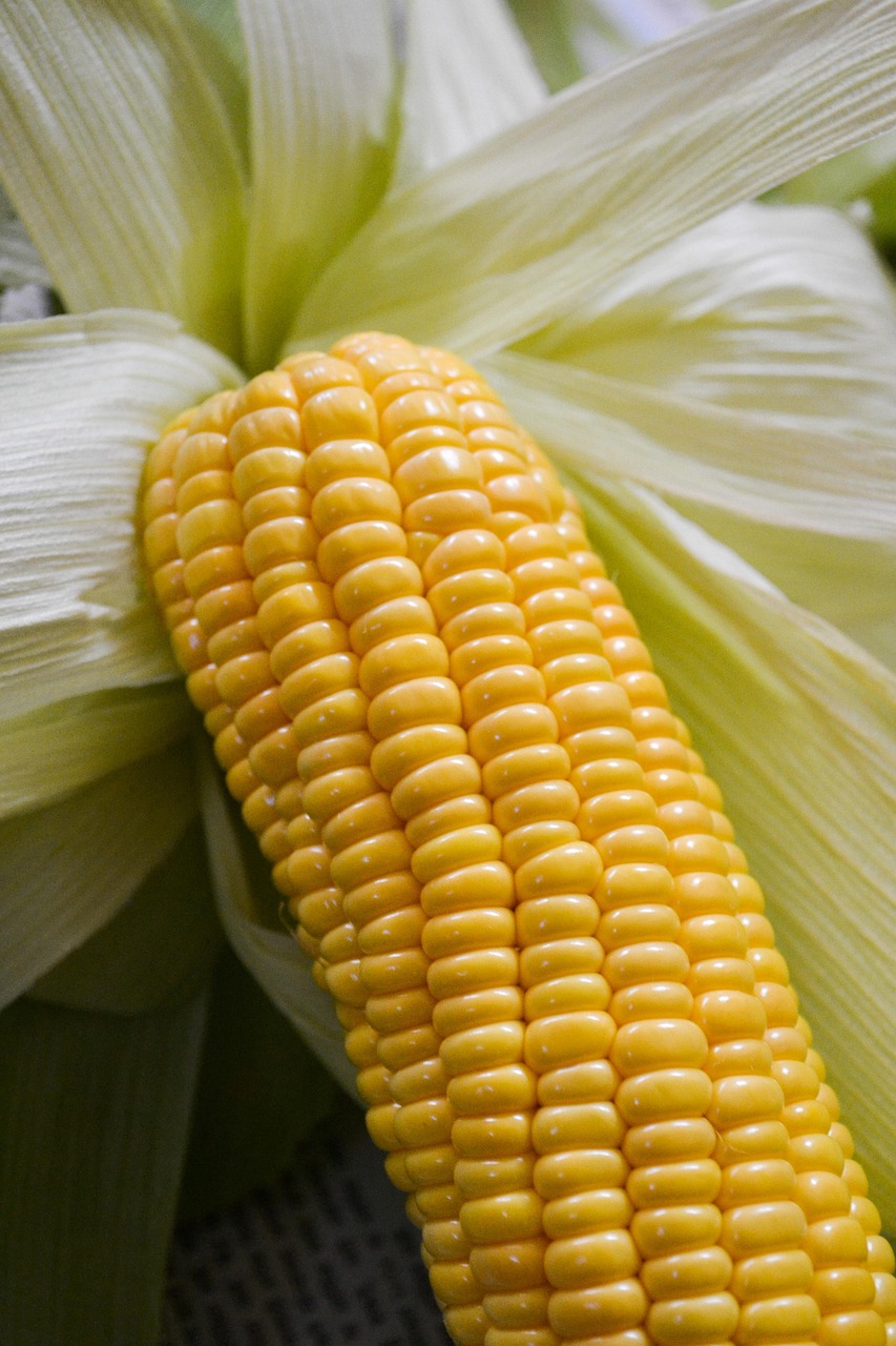 MAIZE