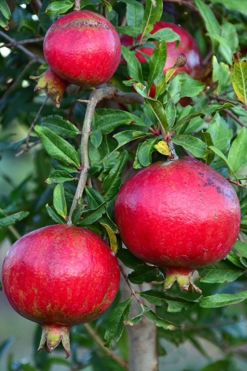 pomegranate, pomegranate tree, fruit, leaves, red, green, round, vitamins, healthy, cute, fall, ripe, nature, plant, vegetation, crop, mediterranean, punica granatum