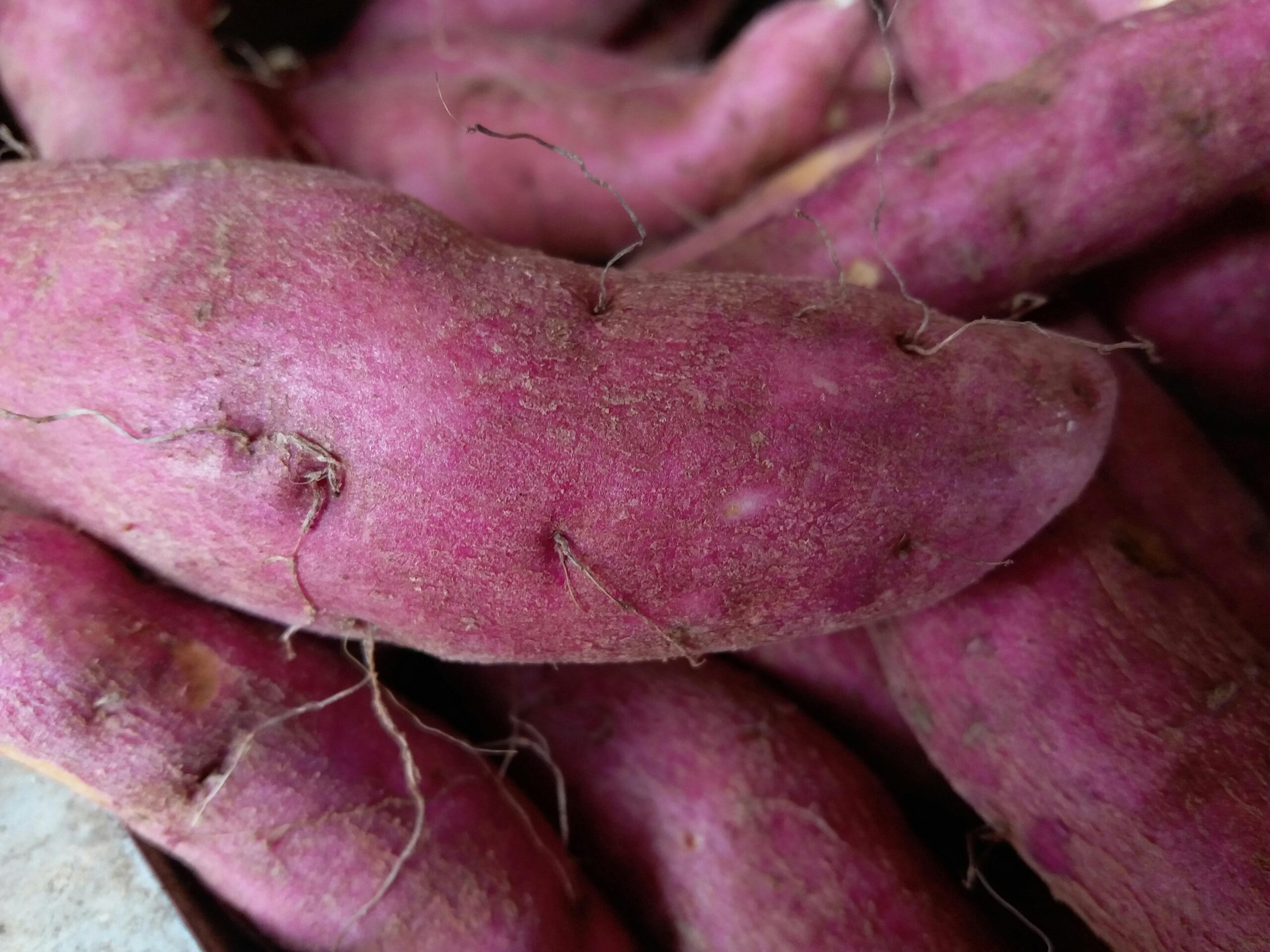 Close-up image of fresh purple sweet potatoes, showcasing their texture and color in detail.