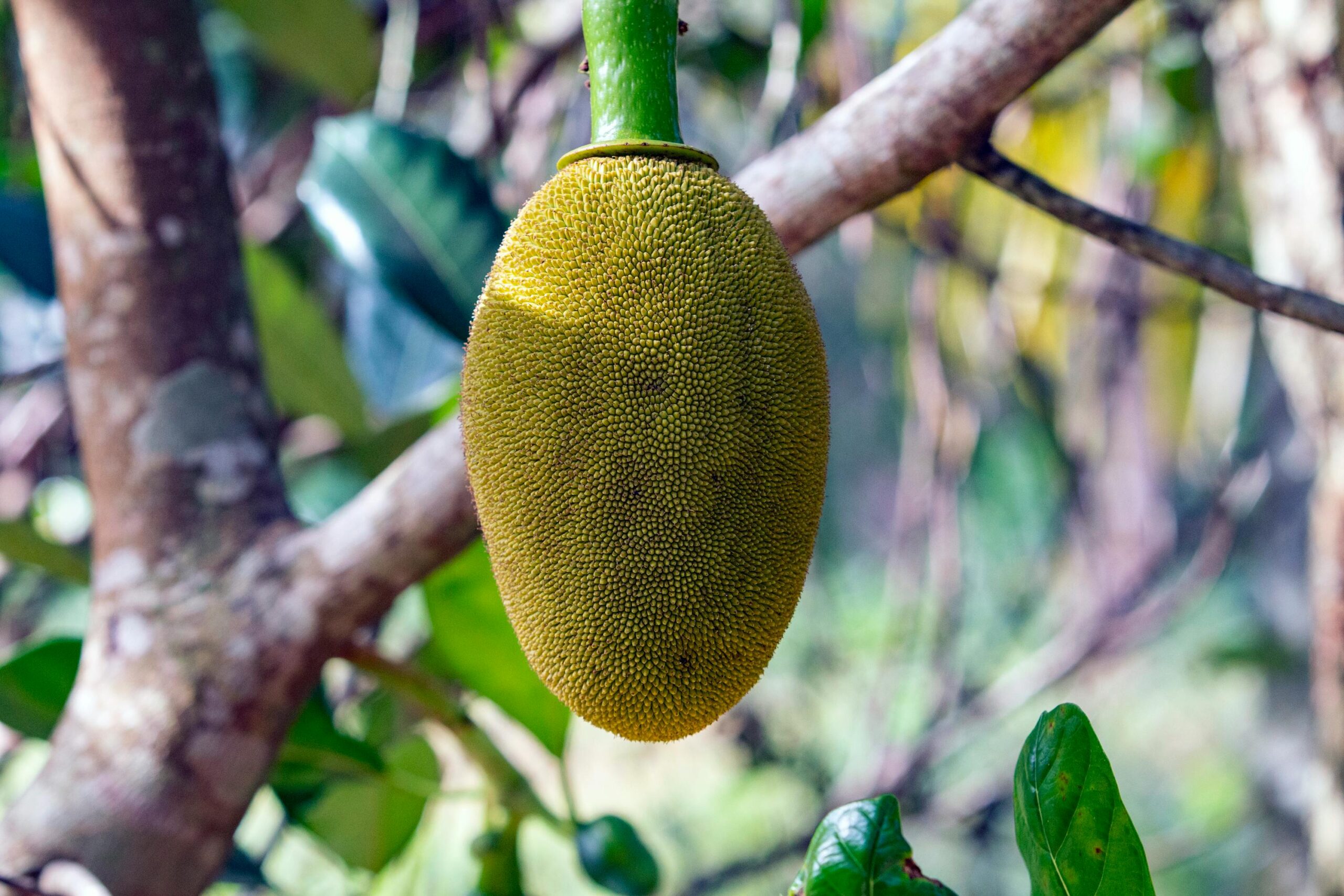 A ripe jackfruit hanging on a tree with a blurred natural background.