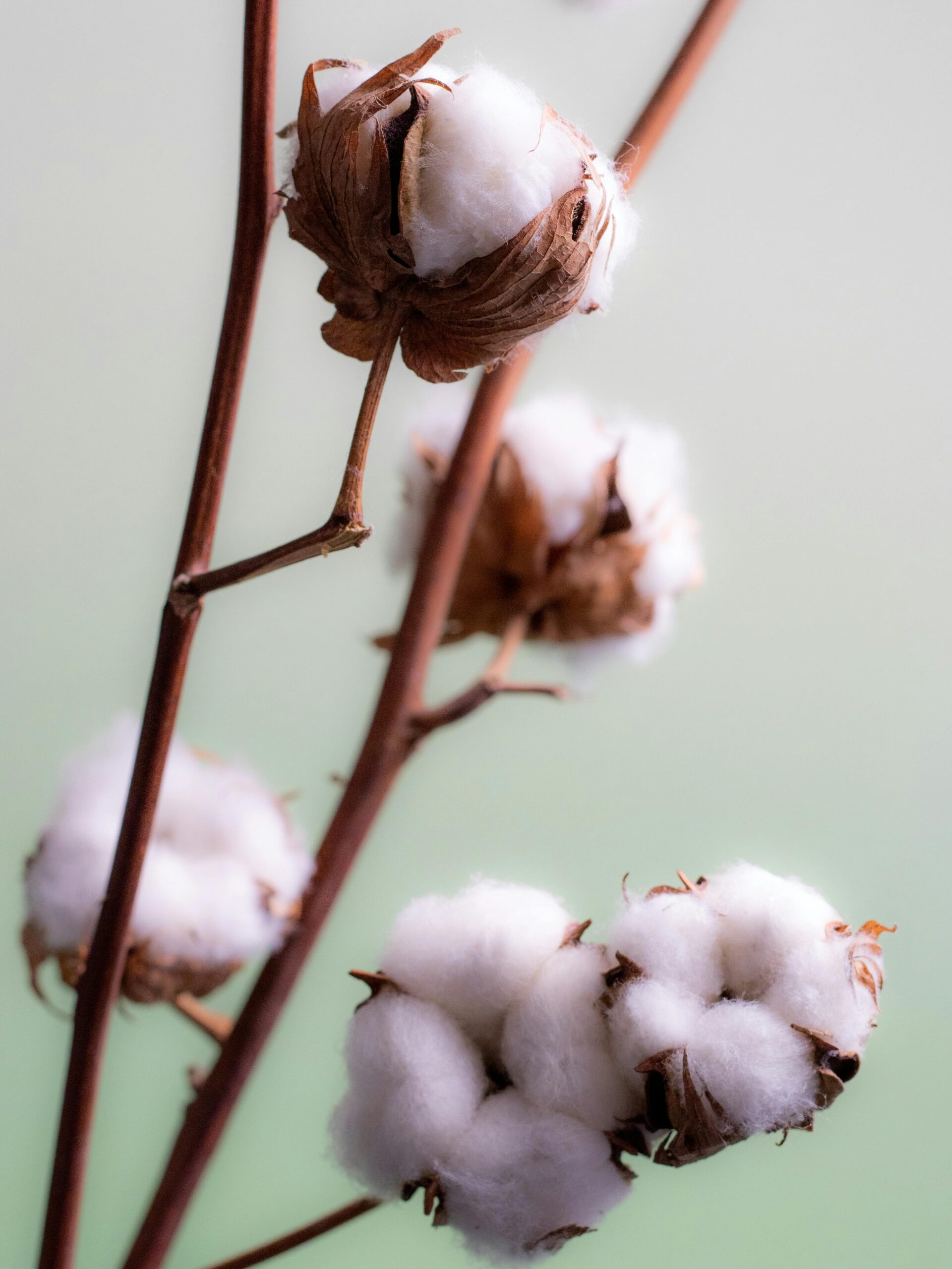 COTTON