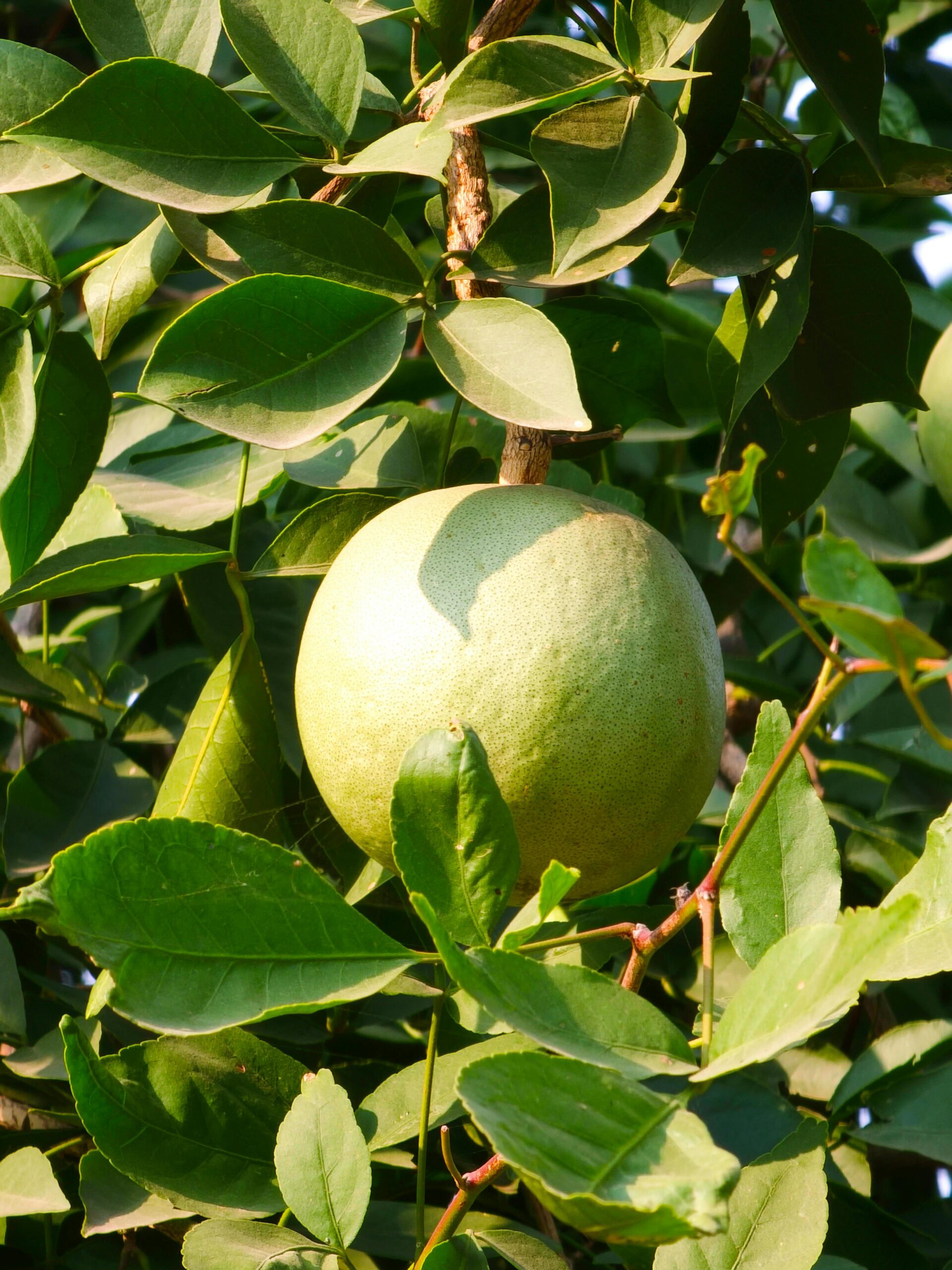 Close-up of a bel fruit hanging among sunlit green leaves. Perfect nature shot.