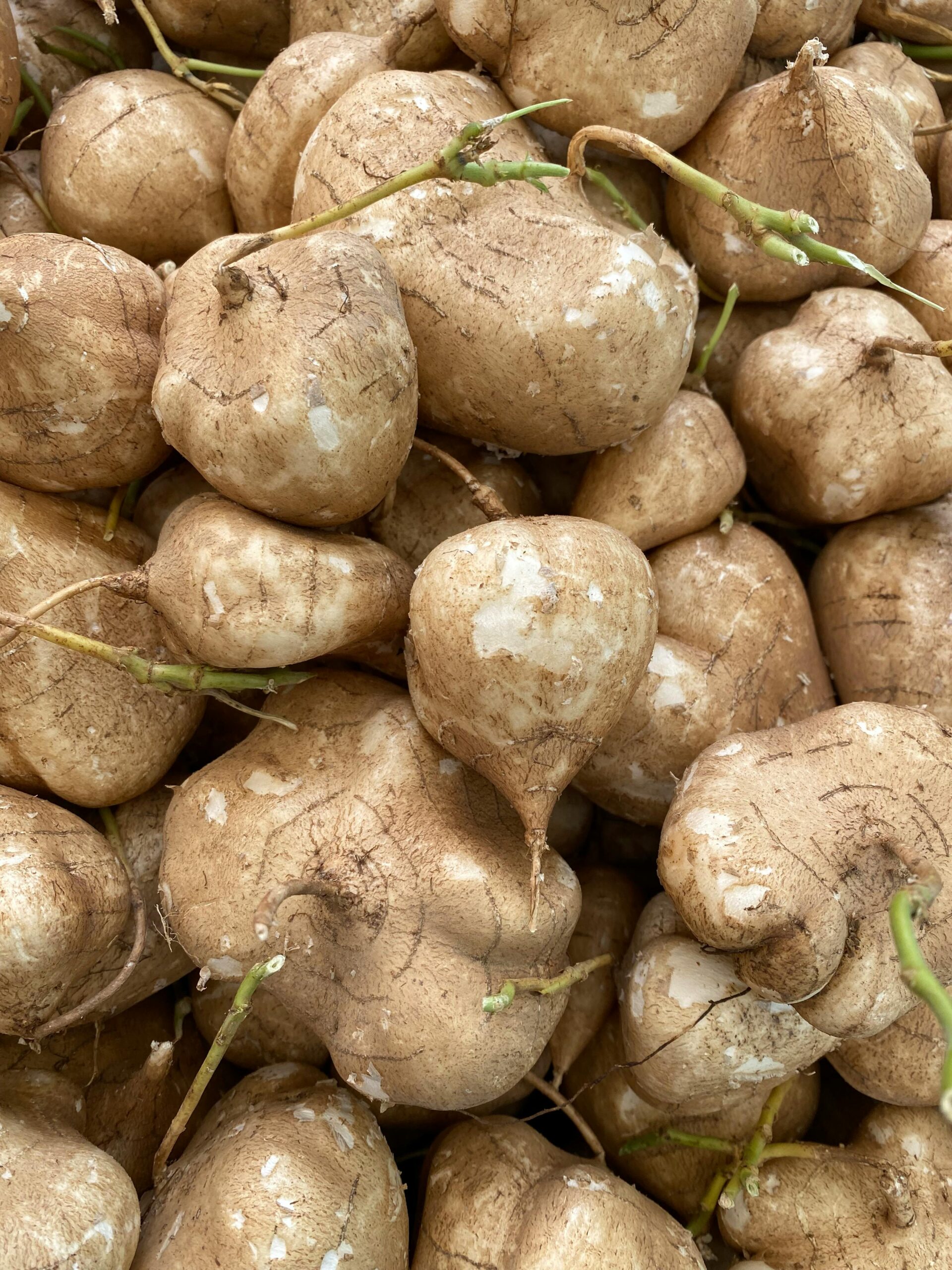 A close-up view of fresh jicama tubers with earthy textures on display at a market.