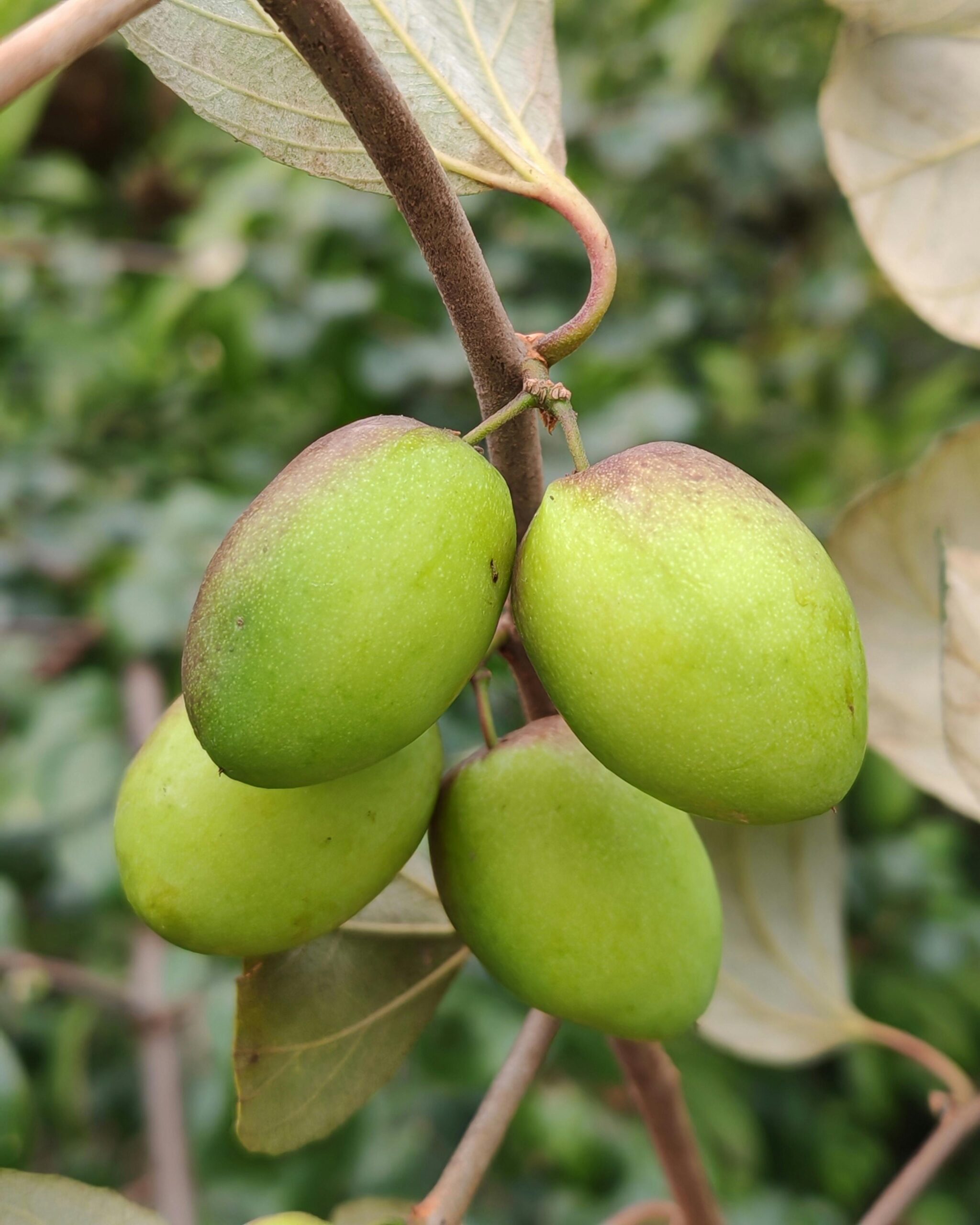 Green jujube fruits (Ziziphus jujuba) hanging from a branch against a lush background.