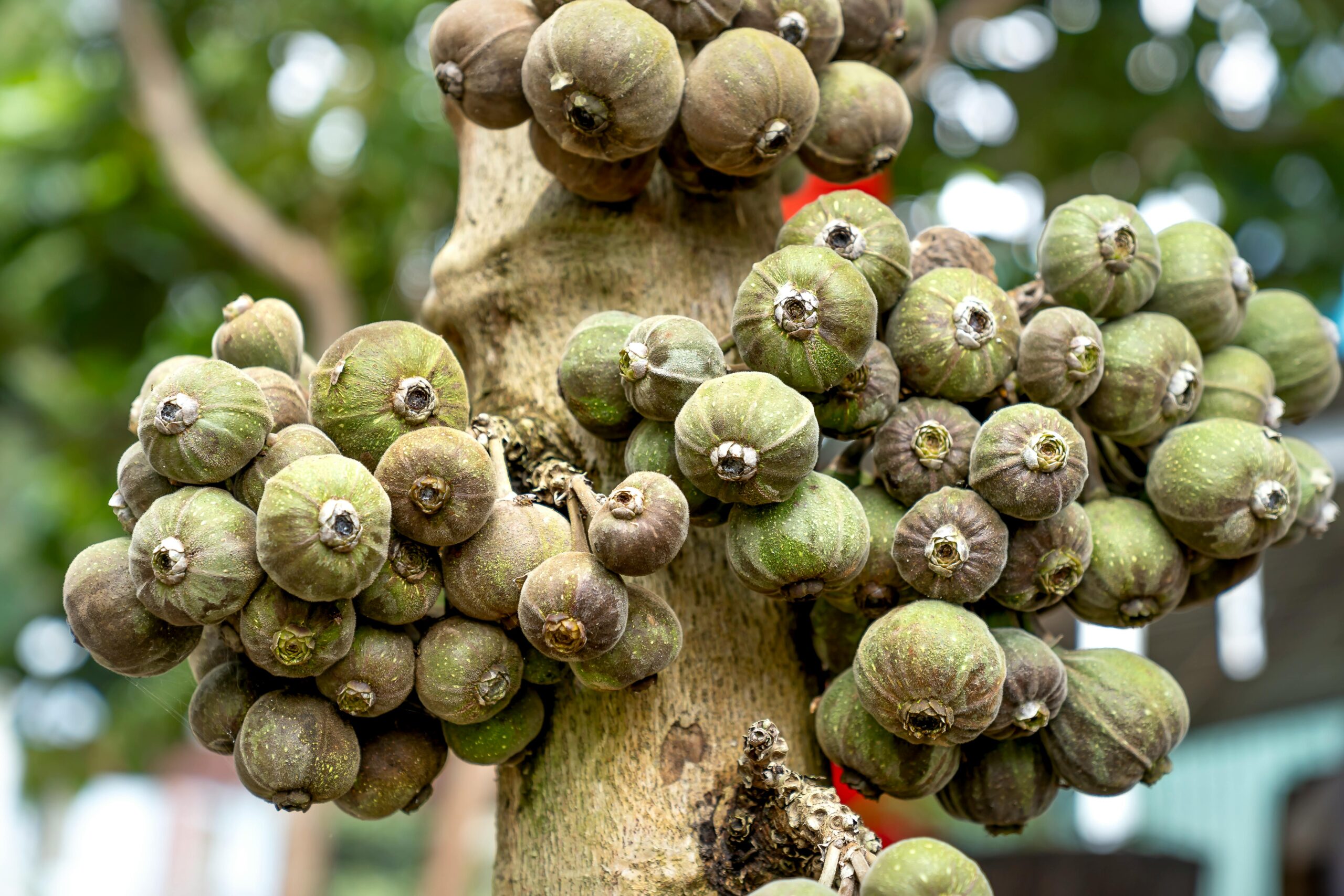 Close-up of green ficus fruits clustered on a tree trunk against a blurred natural background.